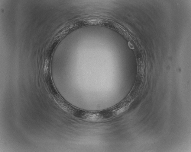 X0000083620507200703051613