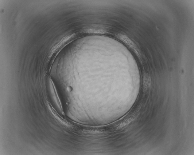 X0000083620533200703051612