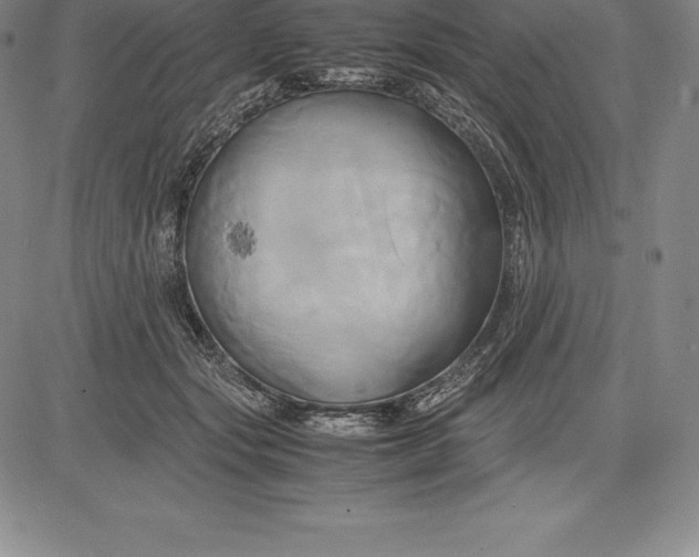 X0000083620557200703051612