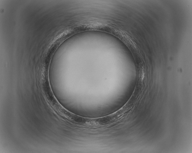 X0000083620591200703051611