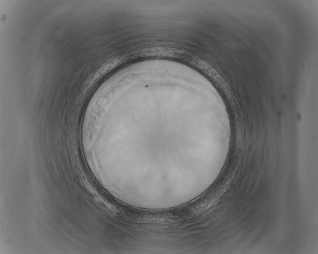 X0000083620625200703051610