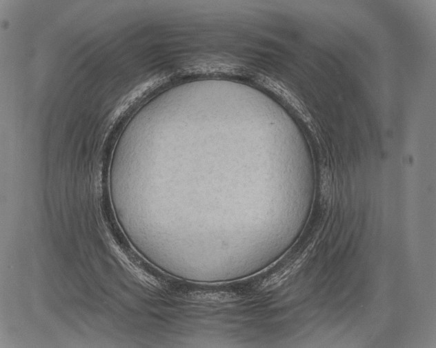 X0000083620629200703051610