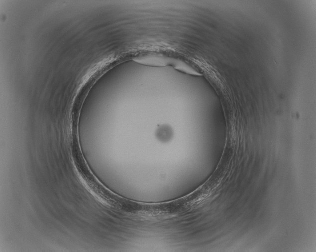 X0000083620630200703051610