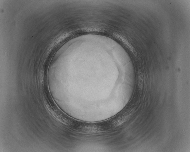 X0000083620631200703051610