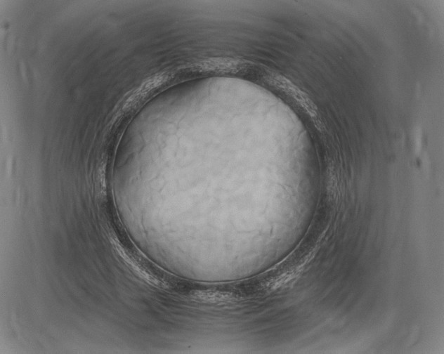 X0000083620633200703051610