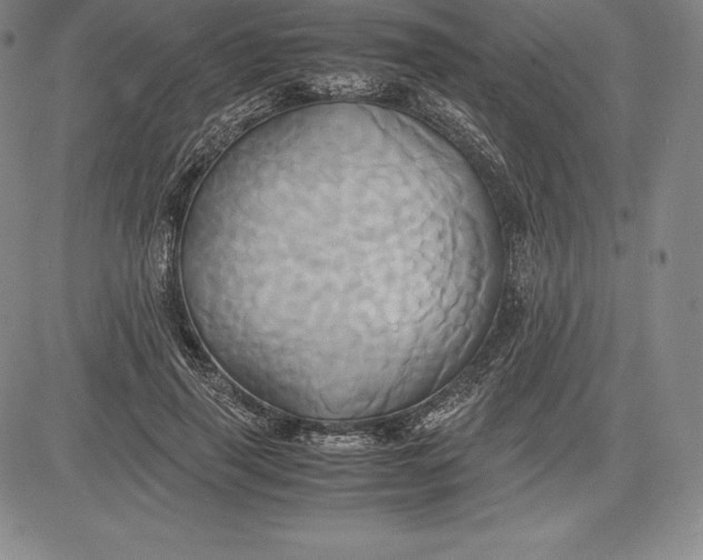 X0000083620645200703051610