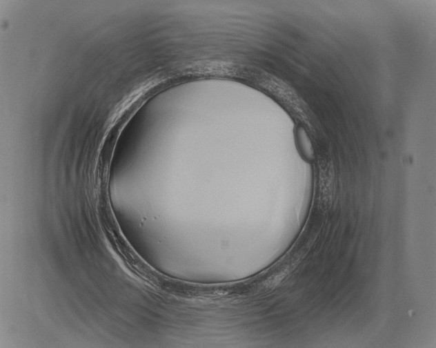 X0000083620674200703051610