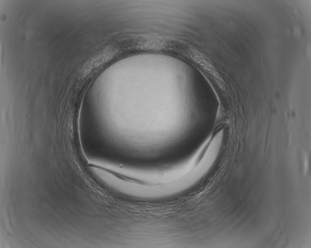 X0000083620681200703051610