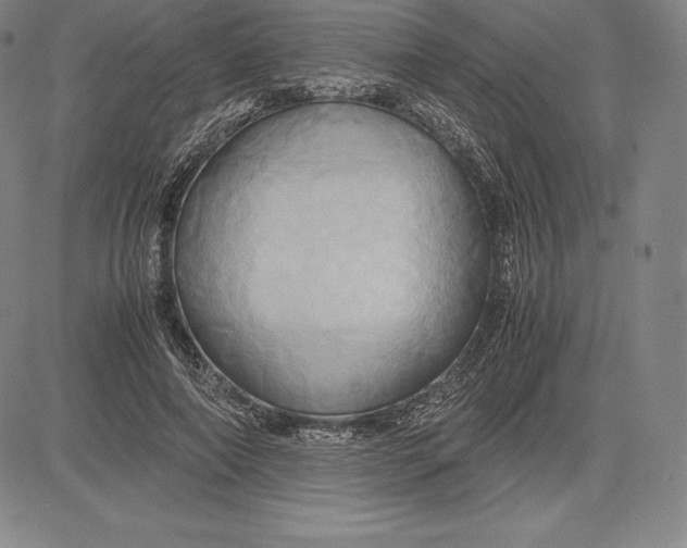 X0000083620690200703051610