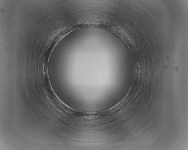 X0000083620692200703051610