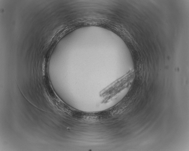 X0000083620694200703051610