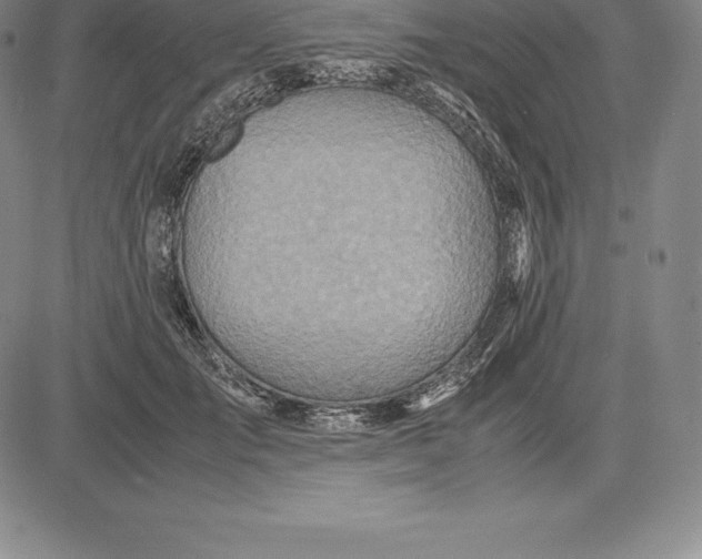 X0000083620701200703051609