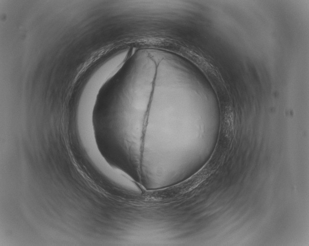 X0000083620734200703051608