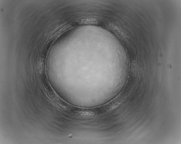 X0000083620741200703051609