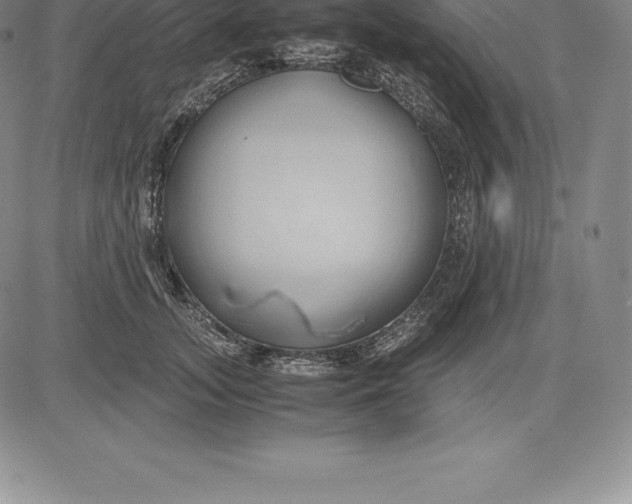 X0000083620755200703051609