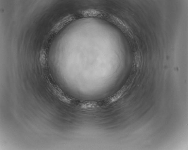 X0000083620761200703051609