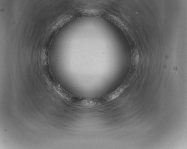 X0000083620764200703051609