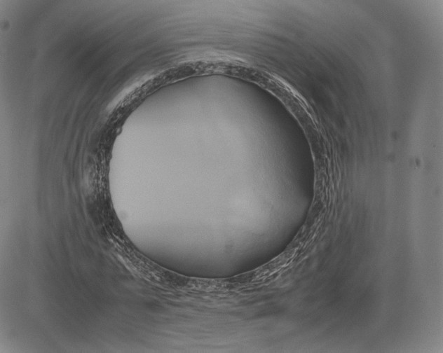 X0000083620775200703051608