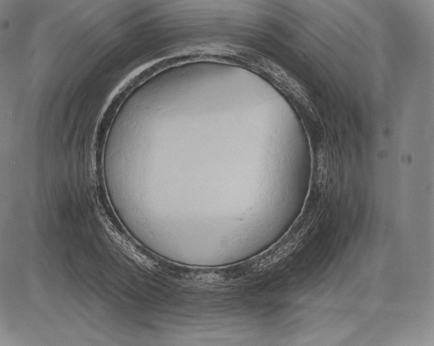 X0000083620784200703051608