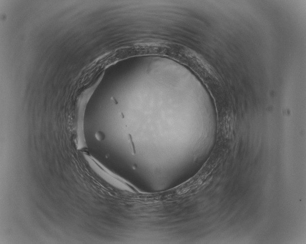 X0000083620821200703051607