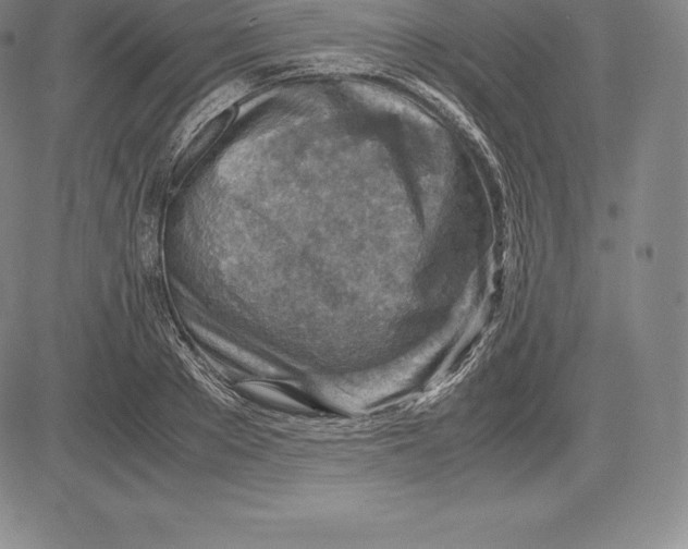 X0000083620889200703051606