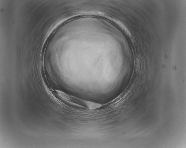 X0000083620895200703051606