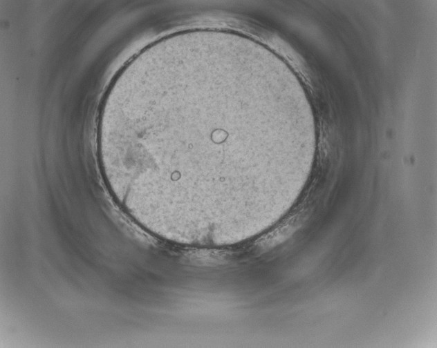 X0000083620950200703051606