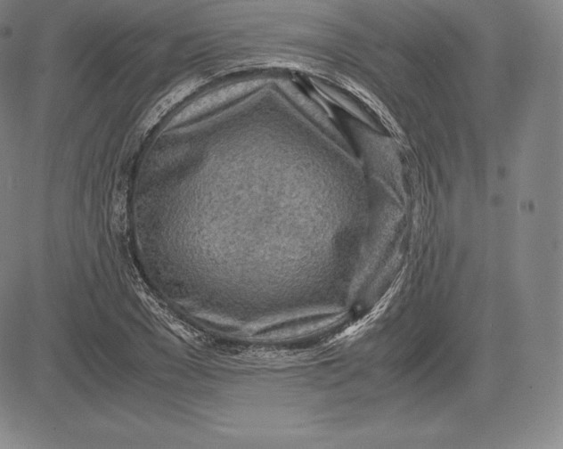 X0000083620977200703051605