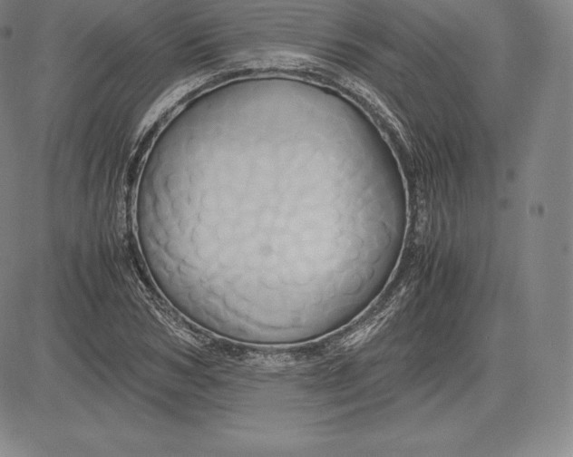 X0000083620978200703051605