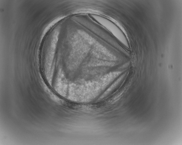 X0000083620995200703051605