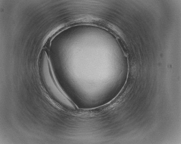 X0000083621026200703051604