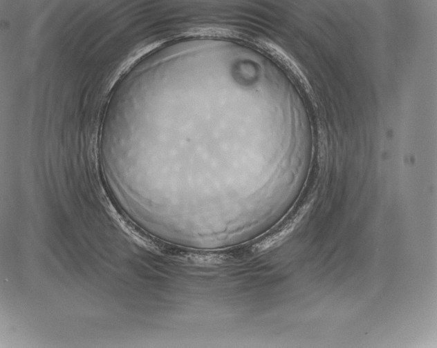 X0000083621041200703051604