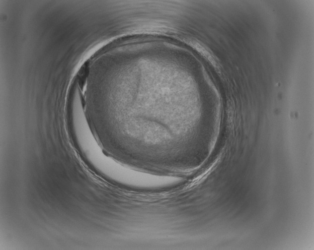 X0000083621077200703051603