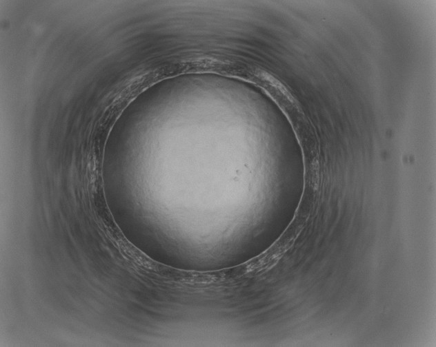 X0000083621111200703051602