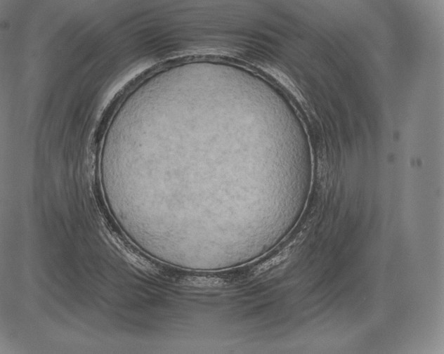 X0000083621119200703051602