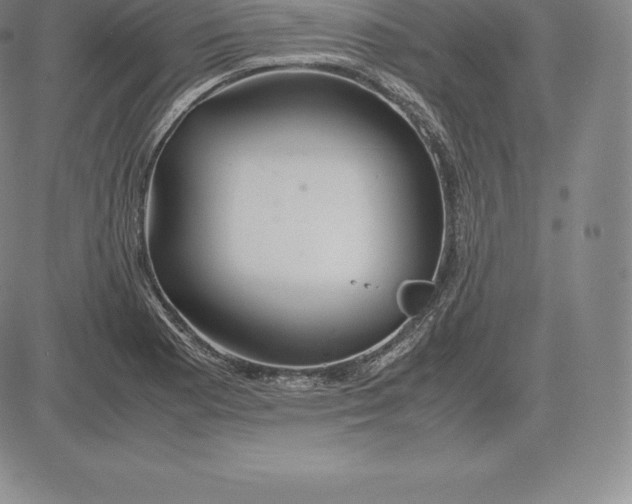 X0000083621177200703051601