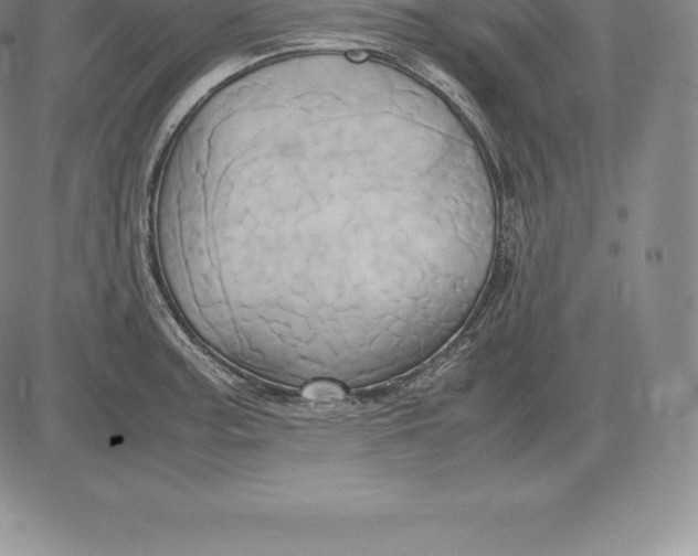 X0000083621187200703051601