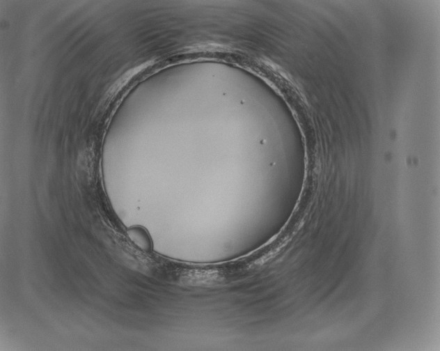 X0000083621313200703051559