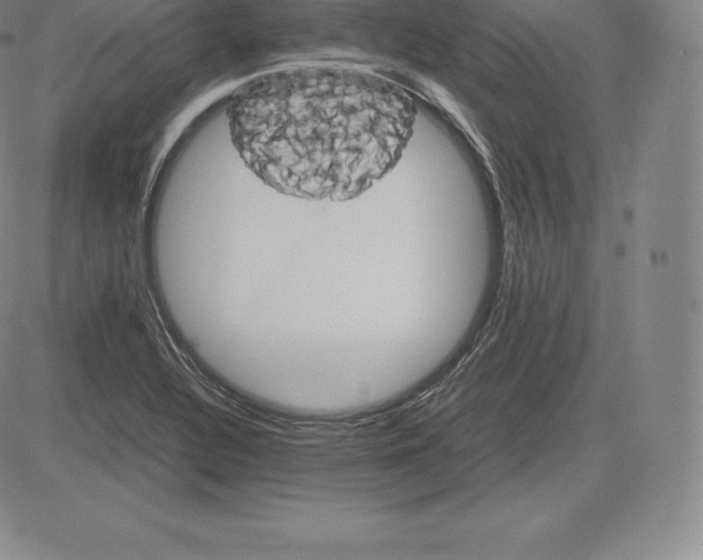 X0000083621320200703051559