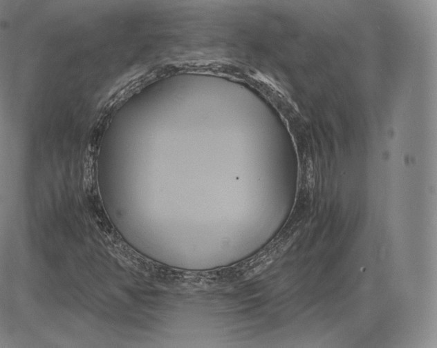 X0000083621350200703051558