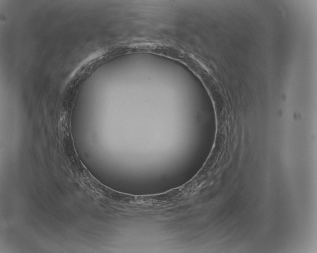 X0000083621351200703051558