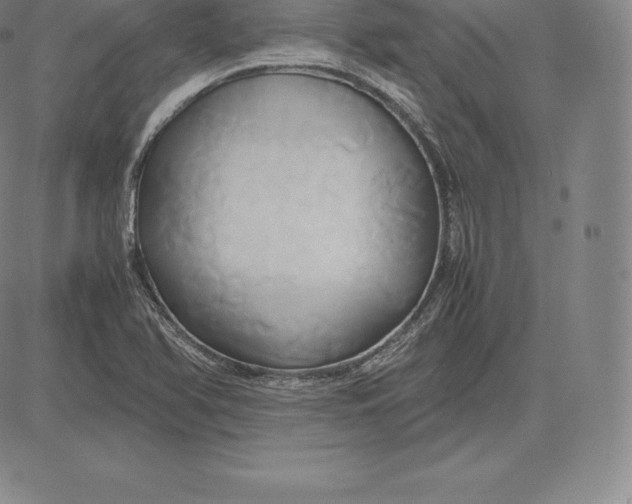 X0000083621366200703051558