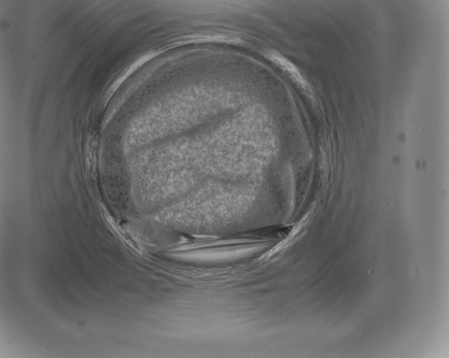 X0000083621369200703051558