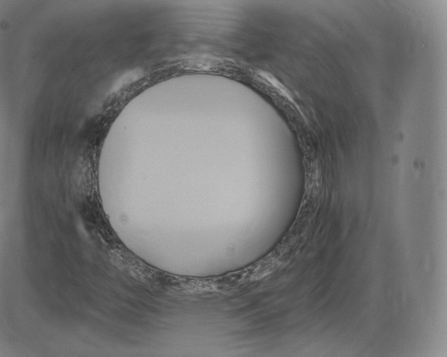 X0000083621446200703051557