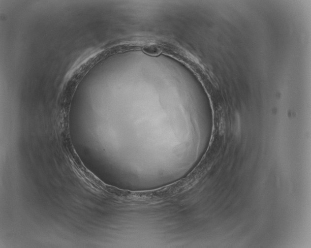 X0000083621448200703051557