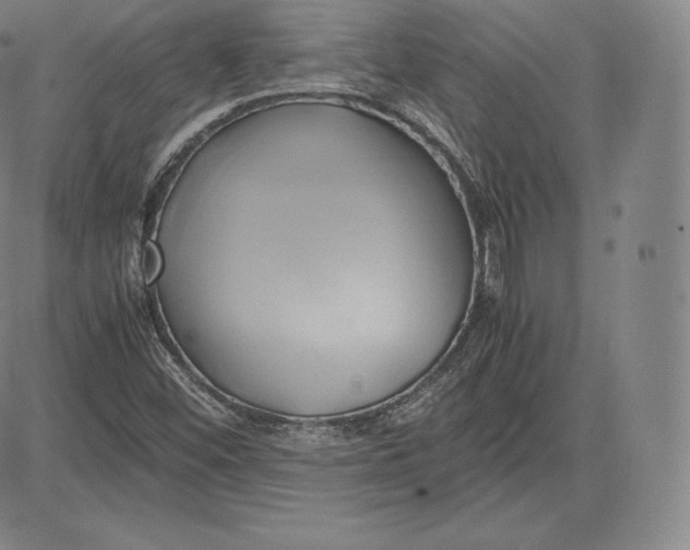 X0000083621452200703051557