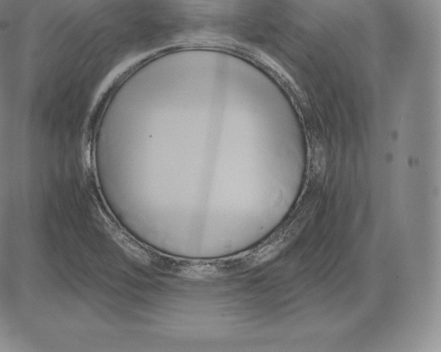 X0000083621462200703051556