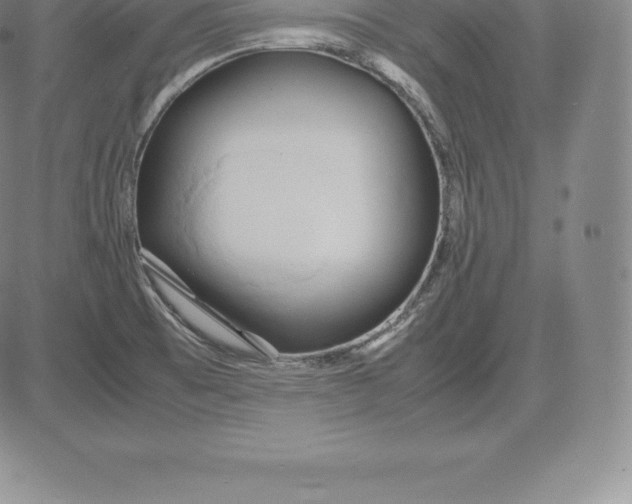 X0000083621473200703051556