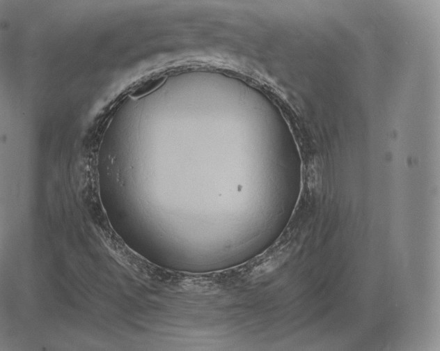 X0000083621496200703051555