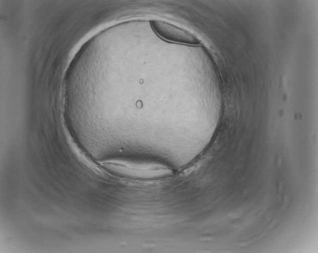 X0000083621526200703051556